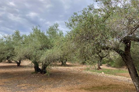 Finca i El Perello, Tarragona, El Perello - € 77.000 | Ref: Finca Manu Ampo - foto 28